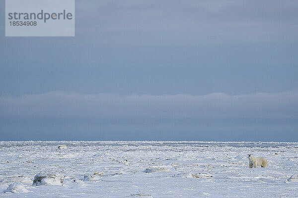 Eisbär (Ursus maritimus) auf dem Meereis; Churchill  Manitoba  Kanada