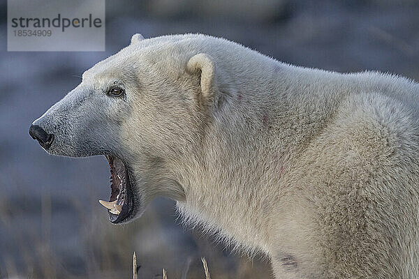 Nahaufnahme eines gähnenden Eisbären (Ursus maritimus); Churchill  Manitoba  Kanada