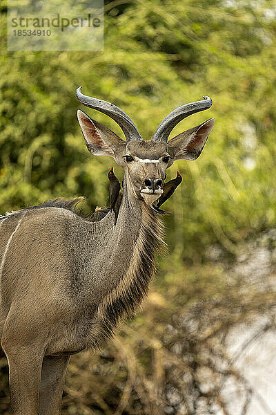 Rotschnabelspechte (Buphagus erythrorhynchus) auf einem jungen männlichen Großen Kudu (Tragelaphus strepsiceros) im Chobe-Nationalpark; Chobe  Botswana