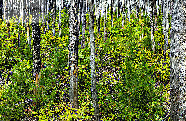 Verbrannte Bäume mit üppigem grünen Unterholz  Waterton Lakes National Park; Waterton  Alberta  Kanada