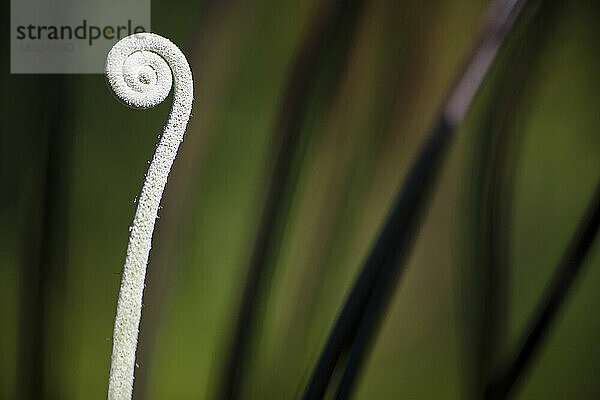 Entfaltung der Wedel des Fiddlehead-Farns; Costa Rica