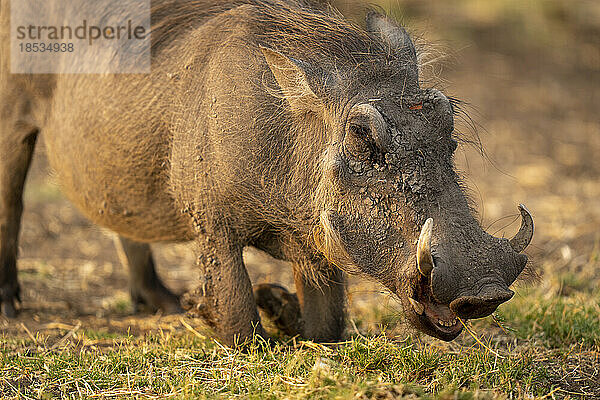 Nahaufnahme eines weiblichen Warzenschweins (Phacochoerus africanus)  das sein Maul öffnet  im Chobe National Park; Chobe  Botswana