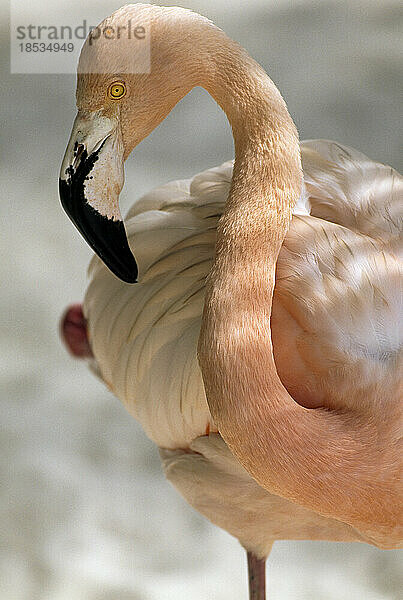 Schönes Porträt eines Flamingos; Aruba