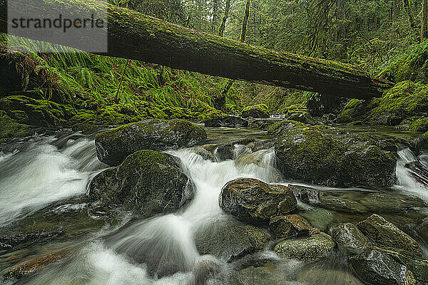 Bach  der durch einen alten Wald auf Vancouver Island fließt. Ein großer Baumstamm liegt quer über den Fluss; Port Renfrew  British Columbia  Kanada
