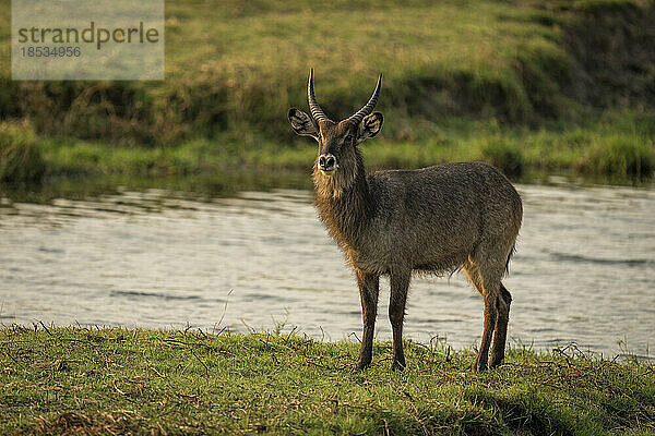 Männlicher Gewöhnlicher Wasserbock (Kobus ellipsiprymnus) steht starrend am Fluss im Chobe-Nationalpark; Chobe  Botswana