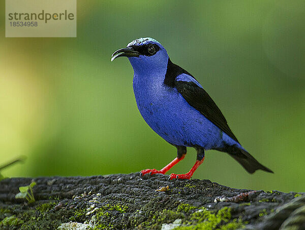 Nahaufnahme eines Rotfuß-Honigfressers (Cyanerpes cyaneus)  der auf einem Ast in einem Garten sitzt; Golfo Dulce  Costa Rica