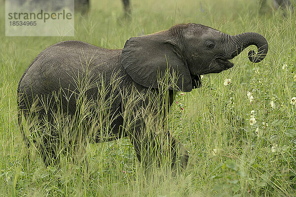 Porträt eines Elefantenkalbs (Loxodonta africana)  das während der Regenzeit zwischen Wildblumen spielt; Okavango-Delta  Botswana