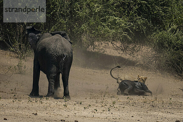 Afrikanischer Buschelefant (Loxodonta africana) beobachtet Löwin (Panthera leo)  die ihr Kalb im Chobe-Nationalpark packt; Chobe  Botsuana