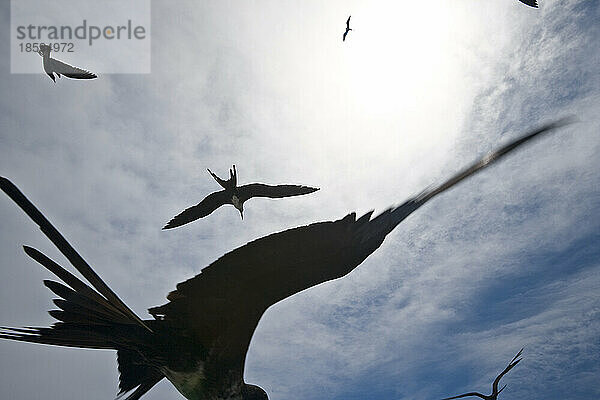 Große Fregattvögel (Fregata minor) fliegen am Himmel; Santa Cruz Island  Galapagos-Inseln  Ecuador.