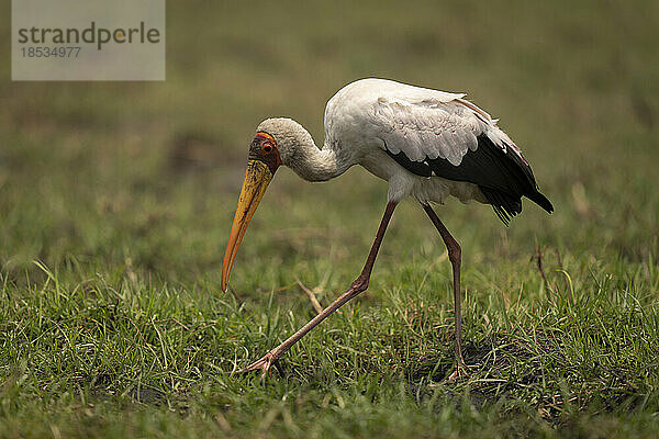 Gelbschnabelstorch (Mycteria ibis) läuft über das Gras und bückt sich im Chobe-Nationalpark; Chobe  Botsuana