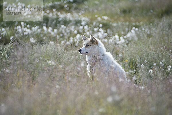 Porträt eines Grönlandhundes (Canis lupus familiaris)  einer großen Hunderasse  sitzend in einem Feld mit Wildblumen; Ilulissat  Grönland