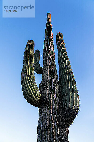 Hoch aufragender Saguaro-Kaktus (Carnegiea gigantea) mit dem Mond zwischen seinen Armen vor einem blauen Himmel in der Dämmerung; Phoenix  Arizona  Vereinigte Staaten von Amerika