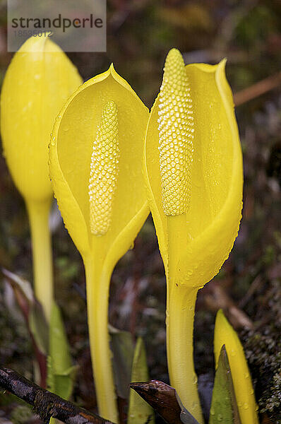 Stinkkohlblüten (Lysichiton americanus); Inside Passage  British Columbia  Kanada