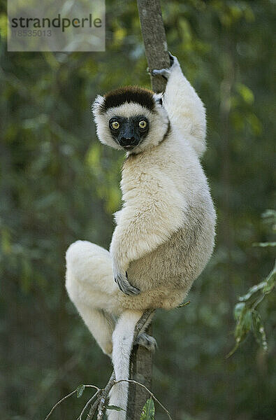 Verreauxs Sifaka-Lemur (Propithecus verreauxi) klammert sich einhändig an eine Baumranke; Madagaskar Republik