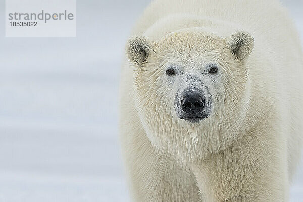 Nahaufnahme eines Eisbären (Ursus maritimus) an der Küste der Hudson Bay; Churchill  Manitoba  Kanada