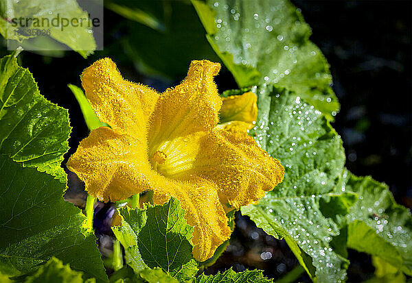 Nahaufnahme einer gelben Zucchiniblüte im Sonnenlicht mit Wassertropfen; Calgary  Alberta  Kanada