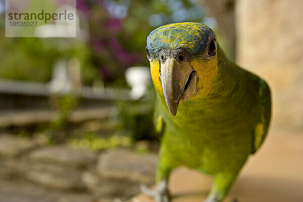 Papagei schaut direkt in das Objektiv der Kamera auf einer Naturfarm; Tobago  Trinidad und Tobago