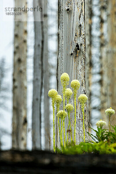 Gruppierung von Bärengras (Xerophyllum tenax) zwischen weißen Baumstämmen; Waterton  Alberta  Kanada