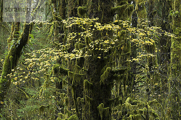 Gelbe Herbstfarben der Ahornbäume im Hemlockwald auf dem Hall of Mosses Trail im Hoh-Regenwald  Olympic National Park  Washington  USA; Washington  Vereinigte Staaten von Amerika