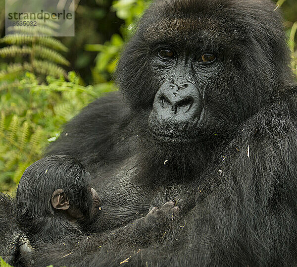 Porträt einer Berggorillamutter (Gorilla beringei beringei)  die ihre Jungen säugt  aus der Umubano-Gruppe im Volcanoes National Park; Ruanda
