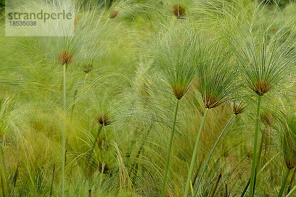 Nahaufnahme von Papyrus (Cyperus papyrus)  der entlang eines Flusses im Okavango-Delta wächst; Okavango-Delta  Botswana