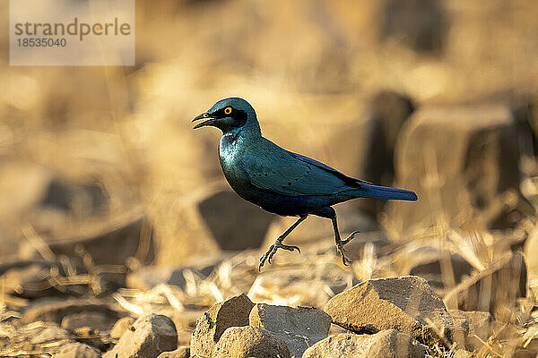 Blaumeisenstar (Lamprotornis chalybaeus) springt zwischen zwei Felsen im Chobe-Nationalpark; Chobe  Botsuana