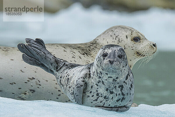 Hafenrobbe und Jungtier (Phoca vitulina) liegen im Schnee am Ende des Endicott-Arms  Ford's Terror Wilderness Area; Inside Passage  Alaska  Vereinigte Staaten von Amerika