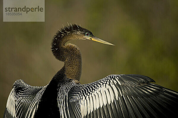 Anhinga (Anhinga anhinga) sonnt sich am Anhinga-Pfad im Everglades National Park  Florida  USA; Florida  Vereinigte Staaten von Amerika