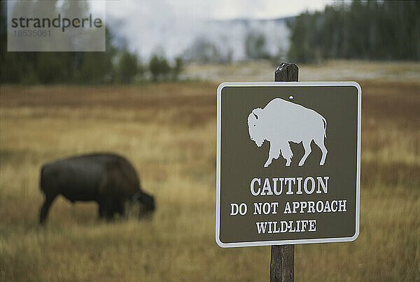 Amerikanische Bisons (Bison bison) grasen in der Nähe von dampfenden Geysirschloten  mit einem Schild im Vordergrund  das vor der Annäherung von Wildtieren warnt  Upper Geyser Basin  Yellowstone National Park  Wyoming  USA; Wyoming  Vereinigte Staaten von Amerika