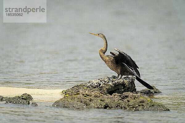 Afrikanische Schlangenhalsvögel (Anhinga rufa) stehen am Flussufer und trocknen ihre Flügel  Chobe National Park; Chobe  Botswana