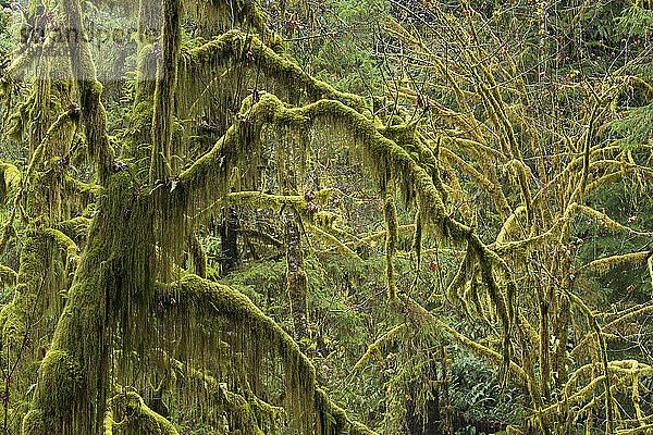 Moosbewachsene Bäume auf dem Hall of Mosses Trail im Hoh Rainforest im Olympic National Park  Washington  USA; Washington  Vereinigte Staaten von Amerika