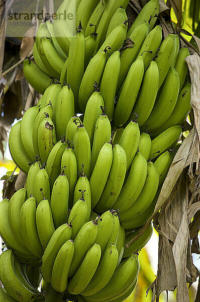 Unreife Bananen auf einer Pflanze in Jamaika; Port Antonio  Jamaika