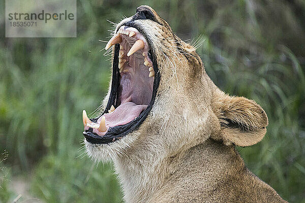 Junges Löwenweibchen (Panthera leo) gähnt und zeigt ihre Eckzähne; Okavango-Delta  Botswana