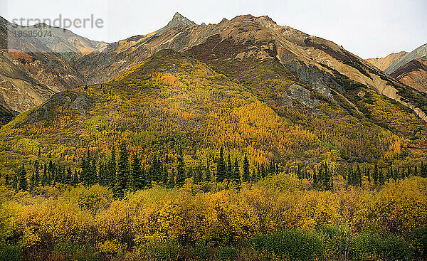 Wunderschöne Herbstfarben in der Moose Range entlang des Glenn Highway  während in der Ferne Dallschafe auf dem oberen Hang zu sehen sind; Alaska  Vereinigte Staaten von Amerika