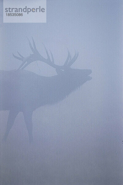 Brüllender amerikanischer Elch (Cervus canadensis)  oder Wapiti  in einem frühen Morgennebel im Yellowstone National Park; Vereinigte Staaten von Amerika