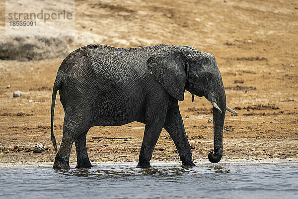 Afrikanischer Buschelefant (Loxodonta africana) geht am sandigen Flussufer im Chobe-Nationalpark entlang; Chobe  Botswana