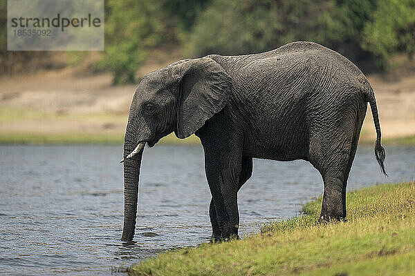 Afrikanischer Buschelefant (Loxodonta africana) trinkt am grasbewachsenen Flussufer im Chobe-Nationalpark; Chobe  Botswana