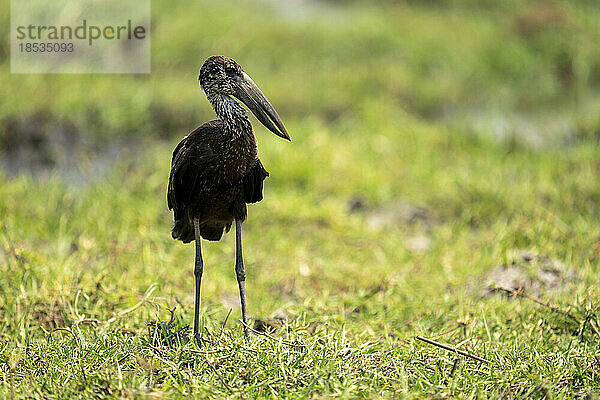 Afrikanischer Gabelschwanz (Anastomus lamelligerus) steht kopfüber im Gras im Chobe-Nationalpark; Chobe  Botswana