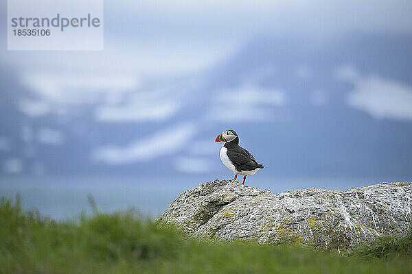 Papageientaucher (Fratercula arctica) steht auf einem Felsen und schaut auf die Küste der Insel Vigur in der Isafjordur-Bucht  Island; Island