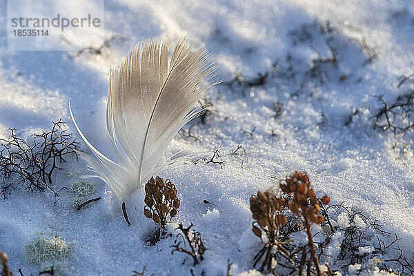 In den Schnee eingefrorene Feder;Churchill  Manitoba  Kanada