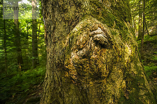 Knorriger Stamm der Tulpenpappel (Liriodendron tulipifera) im Great Smoky Mountains National Park  Tennessee  USA; Tennessee  Vereinigte Staaten von Amerika