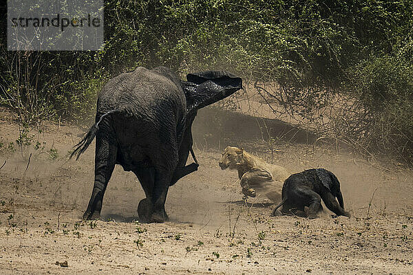 Afrikanischer Buschelefant (Loxodonta africana) jagt Löwin (Panthera leo) von Kalb im Chobe-Nationalpark; Chobe  Botswana