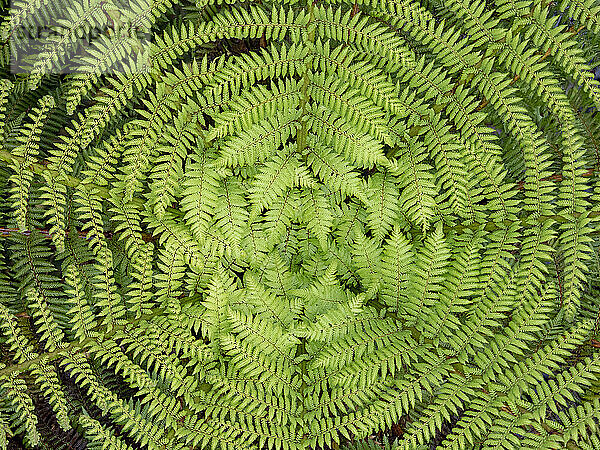 Wheki  ein Rauher Baumfarn (Dicksonia Squarrosa)  der in den Wäldern Neuseelands endemisch ist; Hokitika  Südinsel  Neuseeland