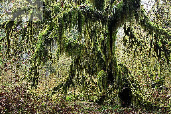 Mit Moos bewachsener Großblatt-Ahorn (Acer macrophyllum) auf dem Hall of Mosses-Pfad im Hoh-Regenwald des Olympic National Park  Washington  USA; Washington  Vereinigte Staaten von Amerika