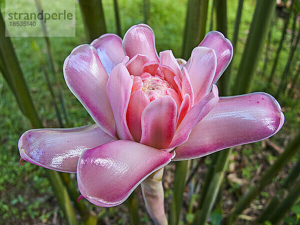 Schöne rosa Blume mit sich öffnenden Blütenblättern; Union der Komoren