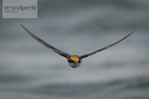 Drahtschwanzschwalbe (Hirundo smithii) fliegt mit ausgebreiteten Flügeln auf die Kamera im Chobe-Nationalpark zu; Chobe  Botsuana