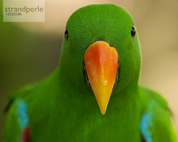 Nahaufnahme eines männlichen Eclectus-Papageis (Eclectus roratus); Australien