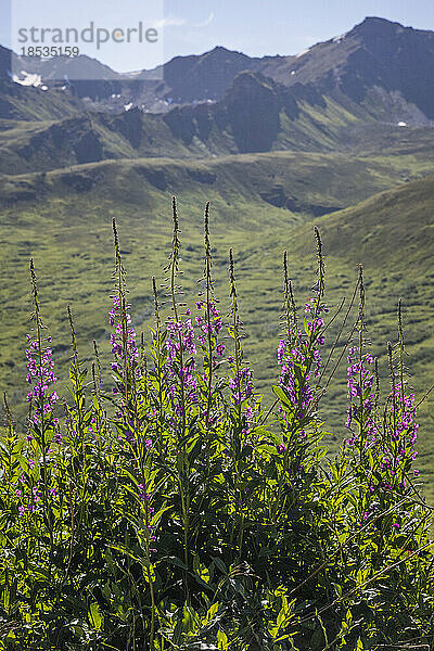 Nahaufnahme von blühenden Feuerkräutern (Chamaenerion angustifolium) am Hatcher Pass entlang der Willow Fishhook Road mit den Talkeetna Mountains im Hintergrund; Willow  Alaska  Vereinigte Staaten von Amerika