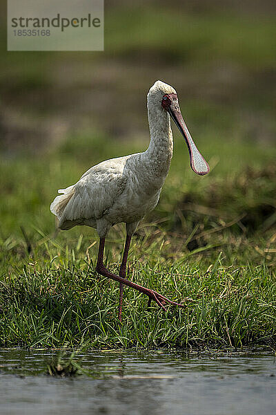 Afrikanischer Löffler (Platalea alba) spaziert durch Gras am Flussufer im Chobe-Nationalpark; Chobe  Botswana