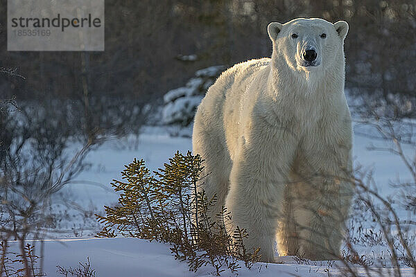 Eisbär (Ursus maritimus) stehend auf Schnee zwischen Pflanzen; Churchill  Manitoba  Kanada